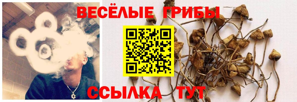 Галлюциногенные грибы Psilocybe Когалым